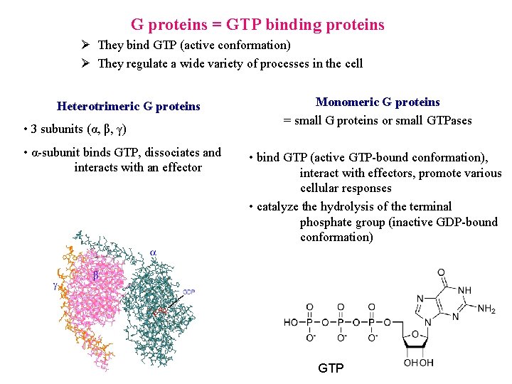 G proteins = GTP binding proteins Ø They bind GTP (active conformation) Ø They