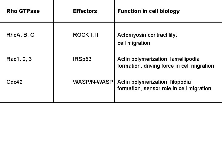 Rho GTPase Effectors Function in cell biology Rho. A, B, C ROCK I, II