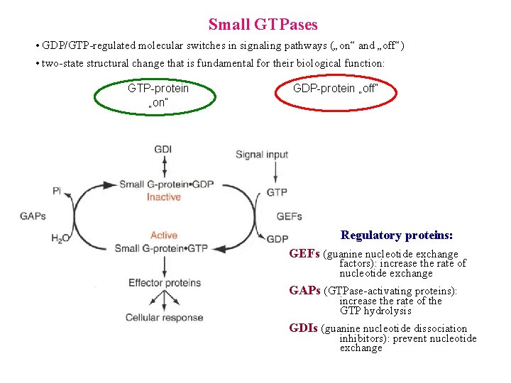 Small GTPases • GDP/GTP-regulated molecular switches in signaling pathways („on“ and „off“) • two-state