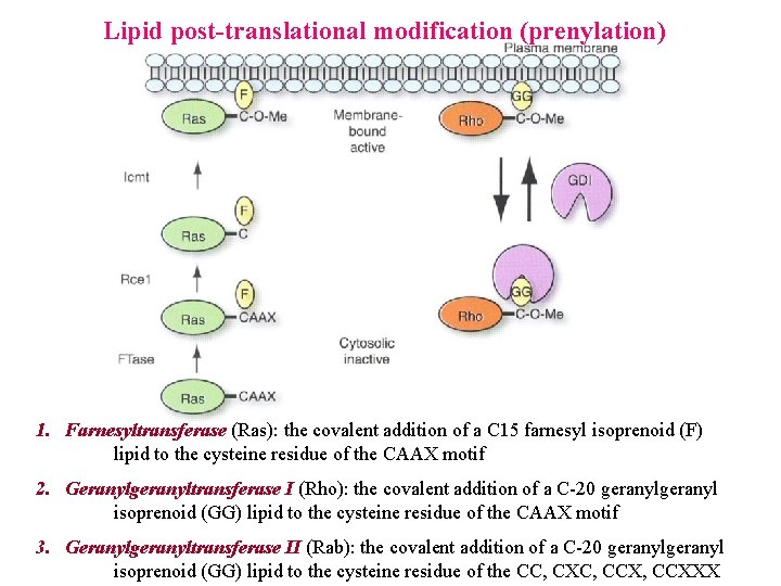 Lipid post-translational modification (prenylation) 1. Farnesyltransferase (Ras): the covalent addition of a C 15