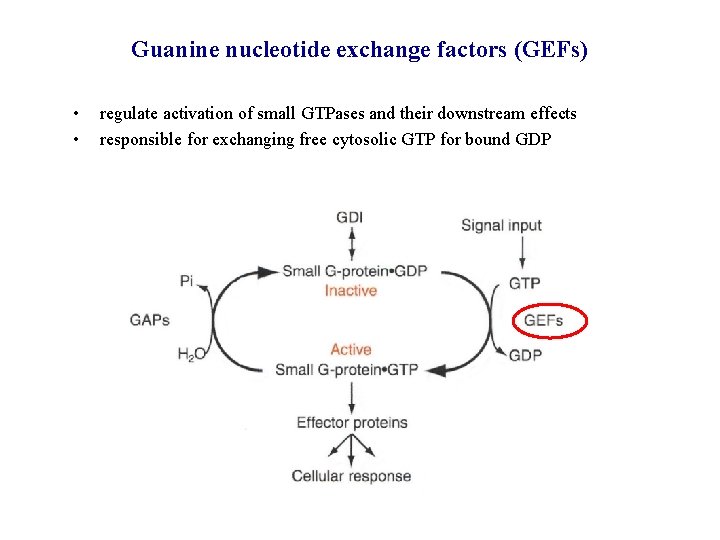 Guanine nucleotide exchange factors (GEFs) • • regulate activation of small GTPases and their