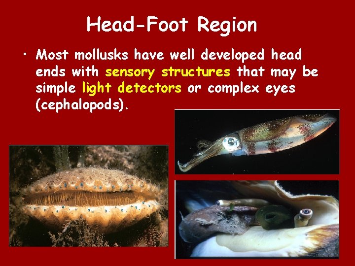 Head-Foot Region • Most mollusks have well developed head ends with sensory structures that