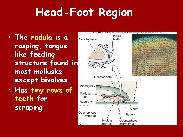Head-Foot Region • The radula is a rasping, tongue like feeding structure found in