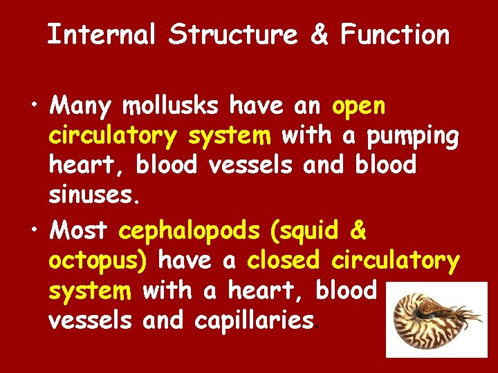 Internal Structure & Function • Many mollusks have an open circulatory system with a