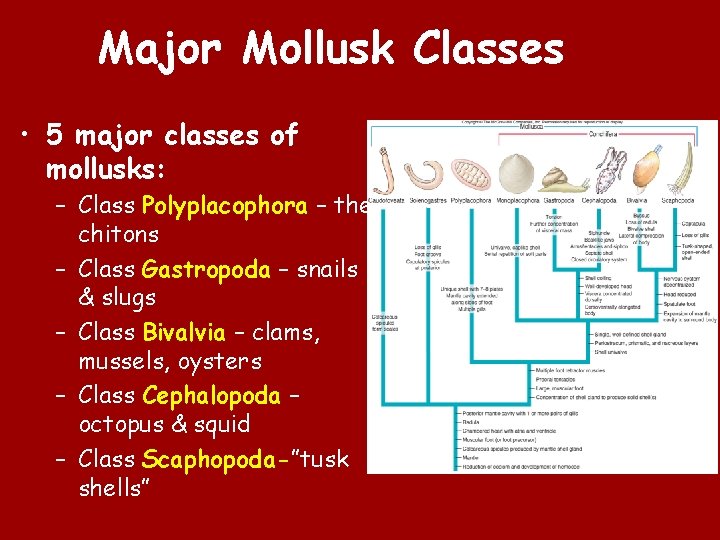 Major Mollusk Classes • 5 major classes of mollusks: – Class Polyplacophora – the