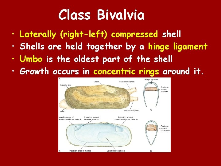 Class Bivalvia • • Laterally (right-left) compressed shell Shells are held together by a