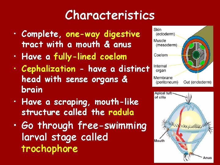 Characteristics • Complete, one-way digestive tract with a mouth & anus • Have a