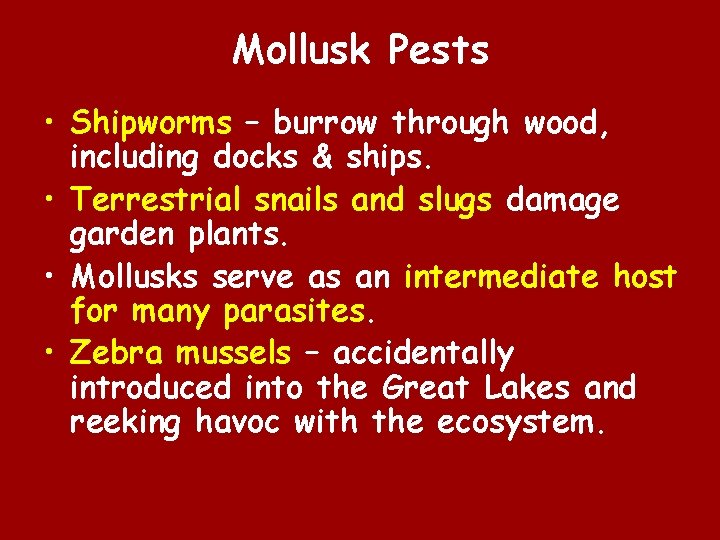 Mollusk Pests • Shipworms – burrow through wood, including docks & ships. • Terrestrial