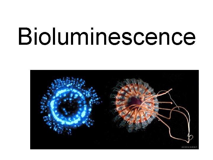 Bioluminescence 