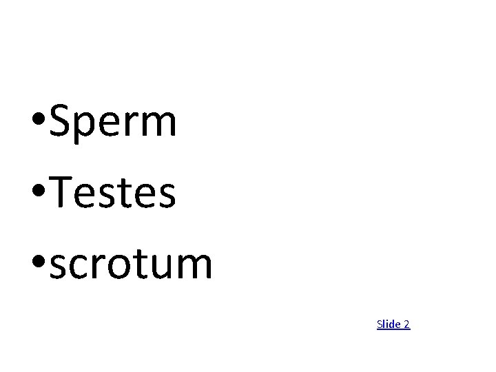  • Sperm • Testes • scrotum Slide 2 