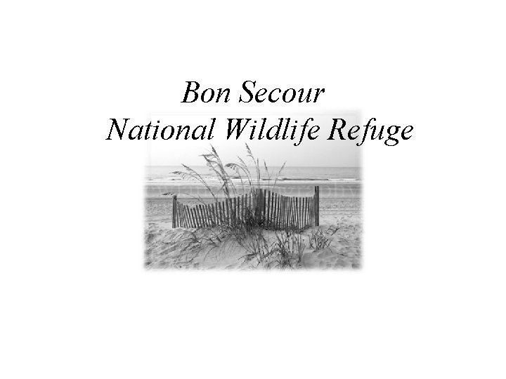 Bon Secour National Wildlife Refuge 