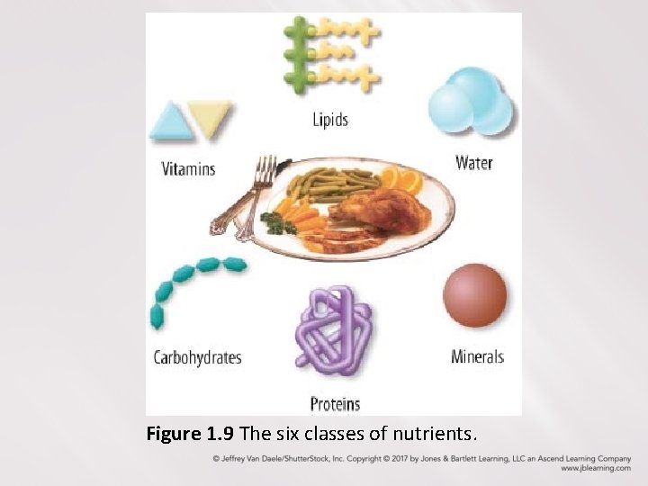 Figure 1. 9 The six classes of nutrients. Figure 1. 9 The six classes of nutrients.