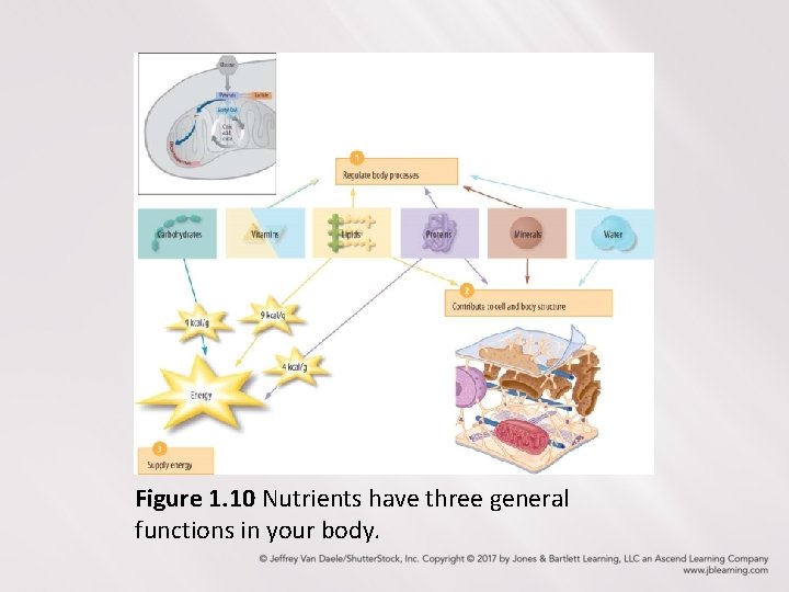 Figure 1. 10 Nutrients have three general functions in your body. 