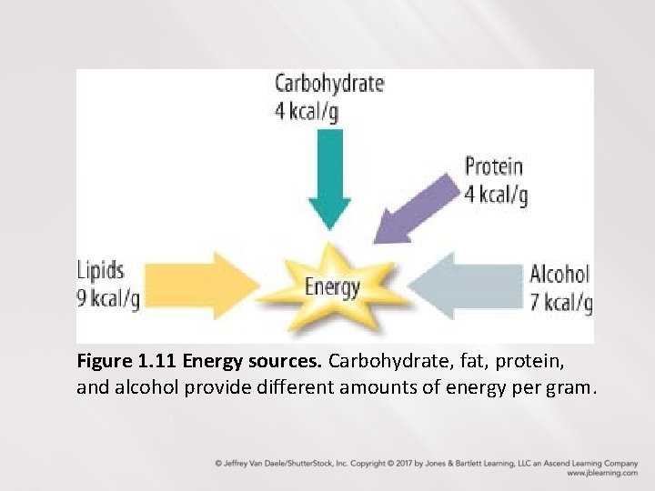 Figure 1. 11 Energy sources. Carbohydrate, fat, protein, and alcohol provide different amounts of