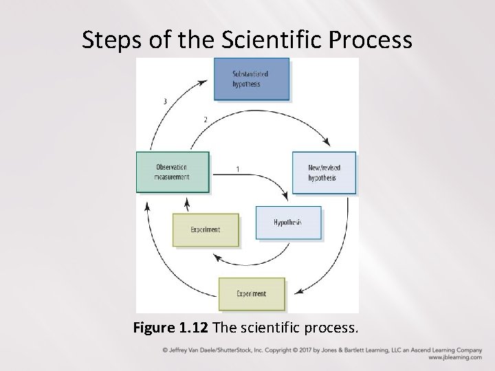 Steps of the Scientific Process Figure 1. 12 The scientific process. 