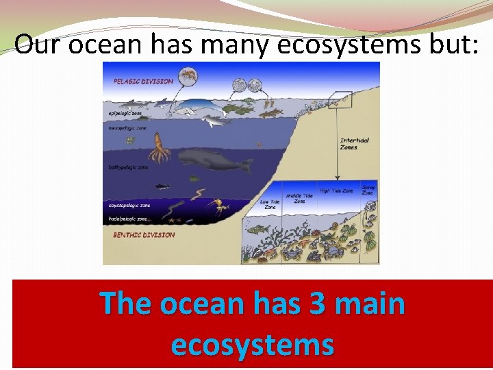 Our ocean has many ecosystems but: The ocean has 3 main ecosystems 