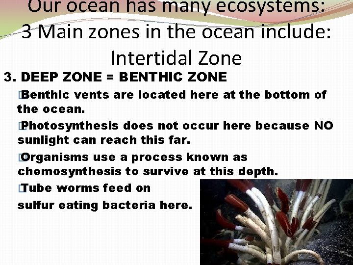 Our ocean has many ecosystems: 3 Main zones in the ocean include: Intertidal Zone