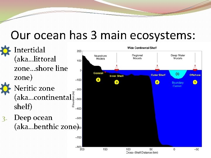 Our ocean has 3 main ecosystems: Intertidal (aka…littoral zone…shore line zone) 2. Neritic zone