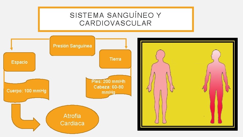 SISTEMA SANGUÍNEO Y CARDIOVASCULAR Presión Sanguínea Tierra Espacio Pies: 200 mm. Hh Cabeza: 60 SISTEMA SANGUÍNEO Y CARDIOVASCULAR Presión Sanguínea Tierra Espacio Pies: 200 mm. Hh Cabeza: 60