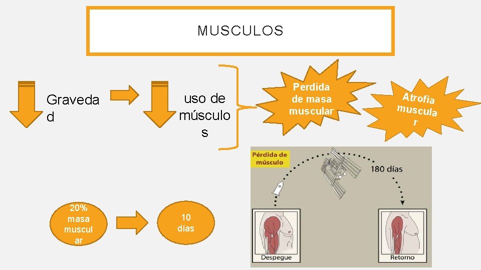 MUSCULOS Graveda d 20% masa muscul ar uso de músculo s 10 días Perdida MUSCULOS Graveda d 20% masa muscul ar uso de músculo s 10 días Perdida