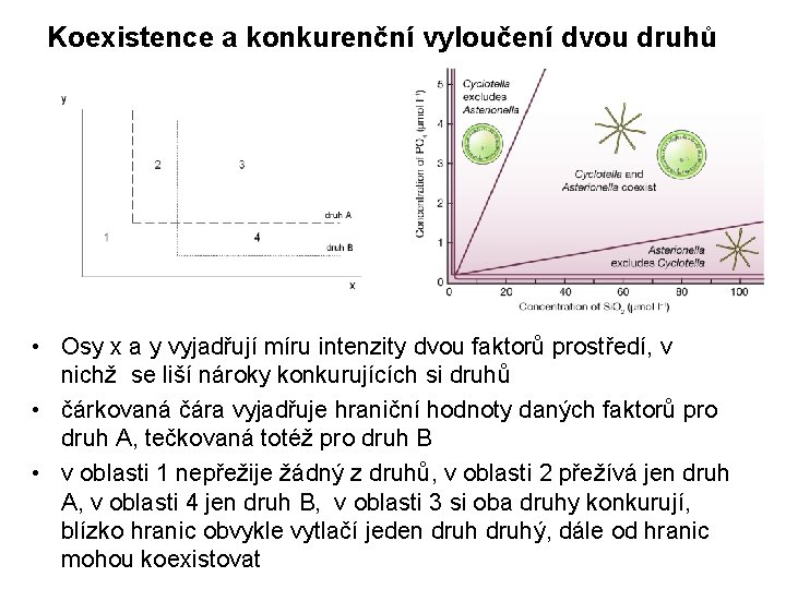 Koexistence a konkurenční vyloučení dvou druhů • Osy x a y vyjadřují míru intenzity