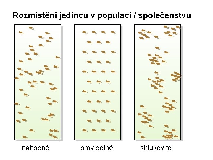 Rozmístění jedinců v populaci / společenstvu náhodné pravidelné shlukovité 