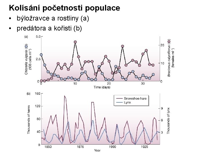 Kolísání početnosti populace • býložravce a rostliny (a) • predátora a kořisti (b) 