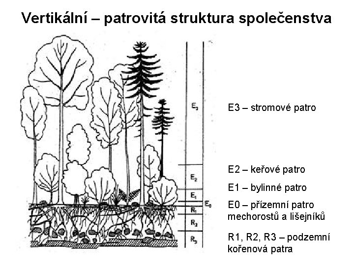 Vertikální – patrovitá struktura společenstva E 3 – stromové patro E 2 – keřové