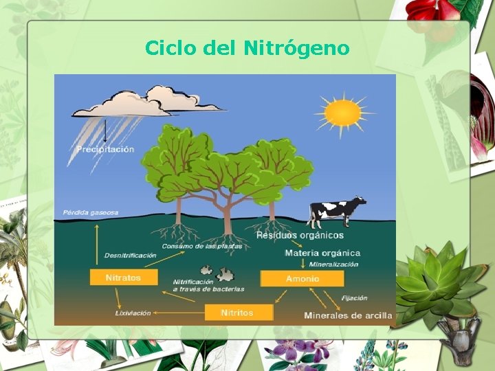 Ciclo del Nitrógeno 