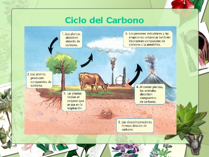 Ciclo del Carbono 