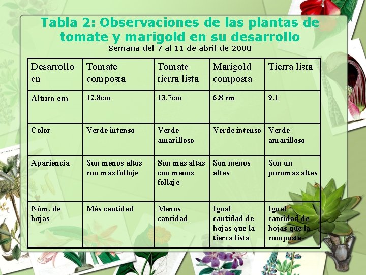 Tabla 2: Observaciones de las plantas de tomate y marigold en su desarrollo Semana