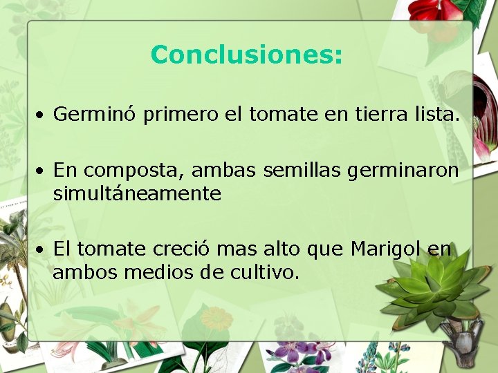 Conclusiones: • Germinó primero el tomate en tierra lista. • En composta, ambas semillas