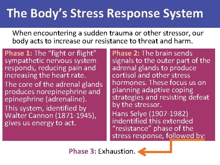 The Body’s Stress Response System When encountering a sudden trauma or other stressor, our