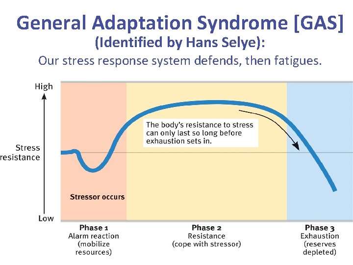 General Adaptation Syndrome [GAS] (Identified by Hans Selye): Our stress response system defends, then