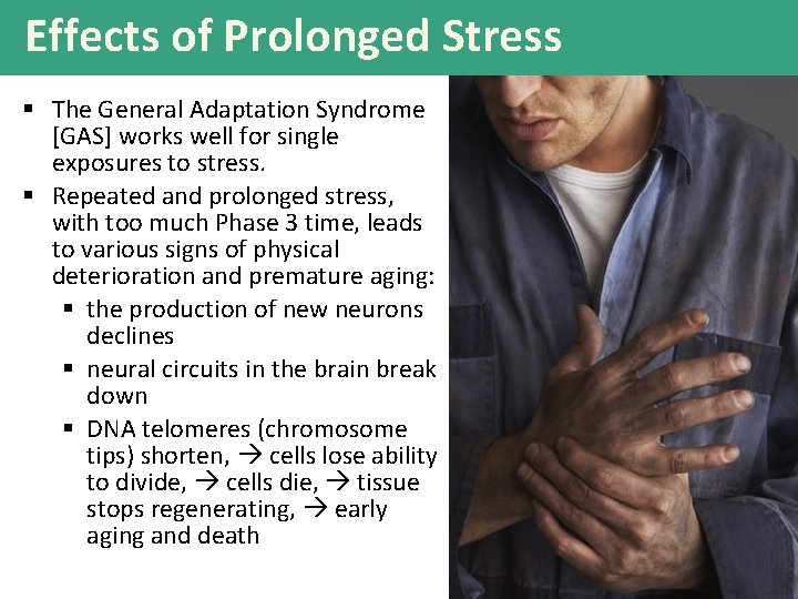 Effects of Prolonged Stress § The General Adaptation Syndrome [GAS] works well for single