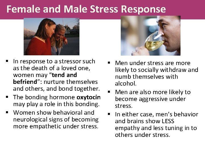 Female and Male Stress Response § In response to a stressor such § Men