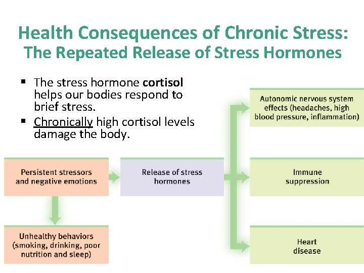 Health Consequences of Chronic Stress: The Repeated Release of Stress Hormones § The stress