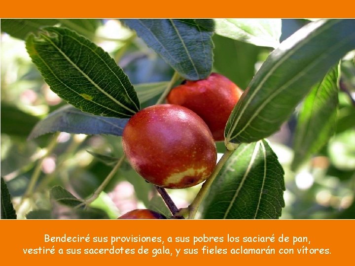 Bendeciré sus provisiones, a sus pobres los saciaré de pan, vestiré a sus sacerdotes Bendeciré sus provisiones, a sus pobres los saciaré de pan, vestiré a sus sacerdotes