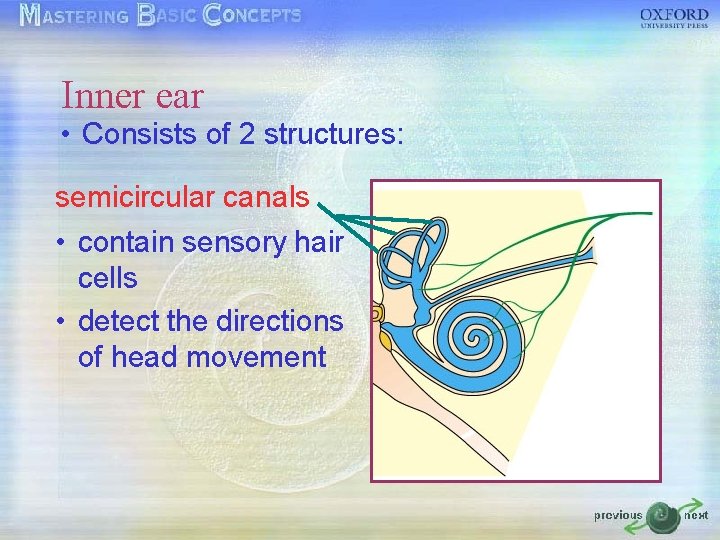 Inner ear • Consists of 2 structures: semicircular canals • contain sensory hair cells Inner ear • Consists of 2 structures: semicircular canals • contain sensory hair cells