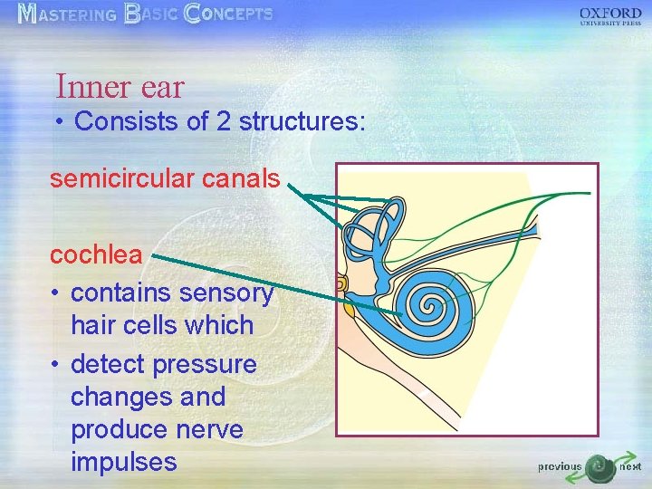 Inner ear • Consists of 2 structures: semicircular canals cochlea • contains sensory hair Inner ear • Consists of 2 structures: semicircular canals cochlea • contains sensory hair