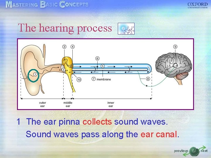 The hearing process 1 The ear pinna collects sound waves. Sound waves pass along The hearing process 1 The ear pinna collects sound waves. Sound waves pass along