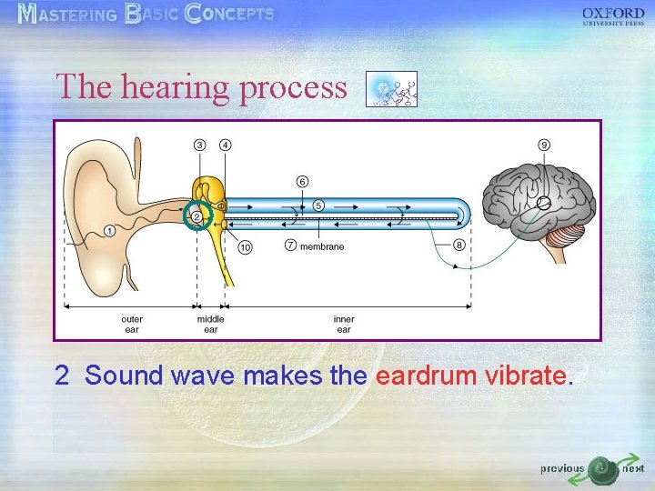The hearing process 2 Sound wave makes the eardrum vibrate. The hearing process 2 Sound wave makes the eardrum vibrate.