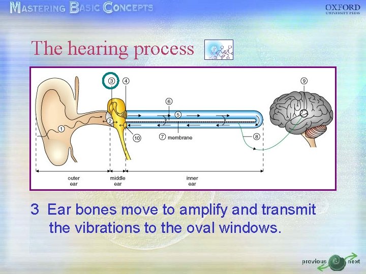 The hearing process 3 Ear bones move to amplify and transmit the vibrations to The hearing process 3 Ear bones move to amplify and transmit the vibrations to