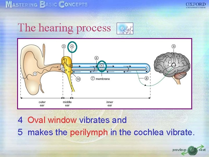 The hearing process 4 Oval window vibrates and 5 makes the perilymph in the The hearing process 4 Oval window vibrates and 5 makes the perilymph in the