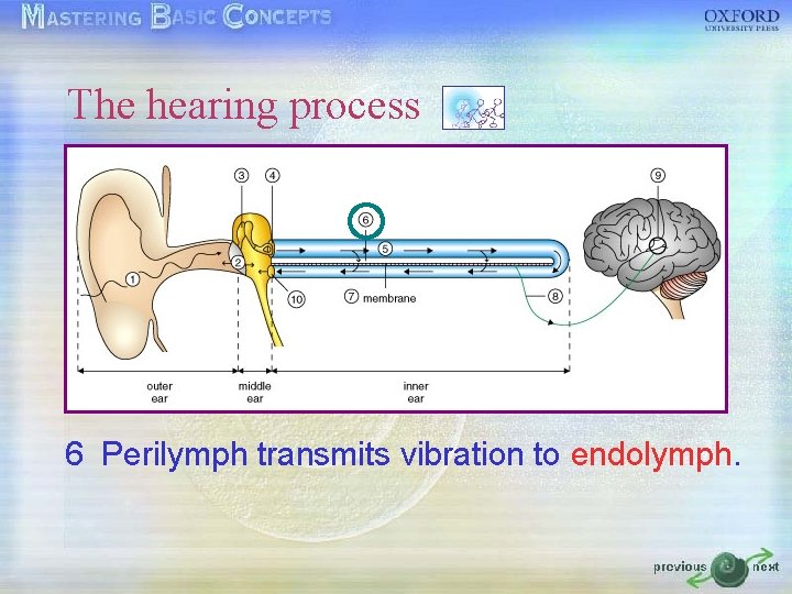 The hearing process 6 Perilymph transmits vibration to endolymph. The hearing process 6 Perilymph transmits vibration to endolymph.