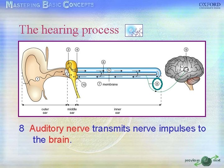 The hearing process 8 Auditory nerve transmits nerve impulses to the brain. The hearing process 8 Auditory nerve transmits nerve impulses to the brain.