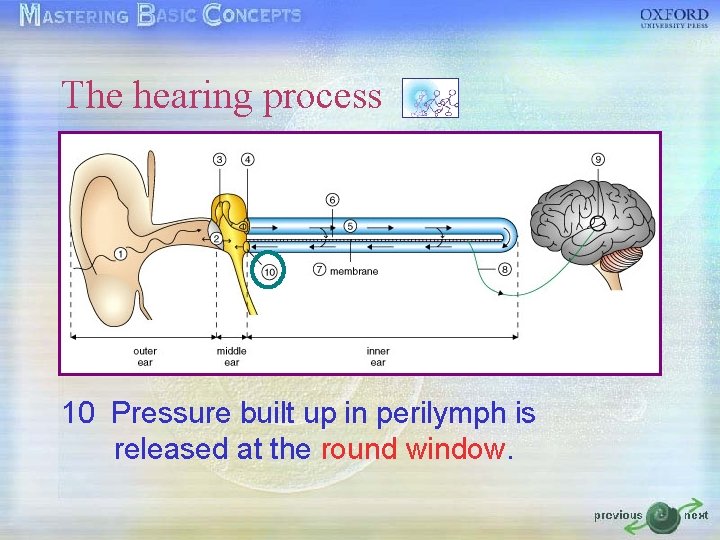 The hearing process 10 Pressure built up in perilymph is released at the round The hearing process 10 Pressure built up in perilymph is released at the round