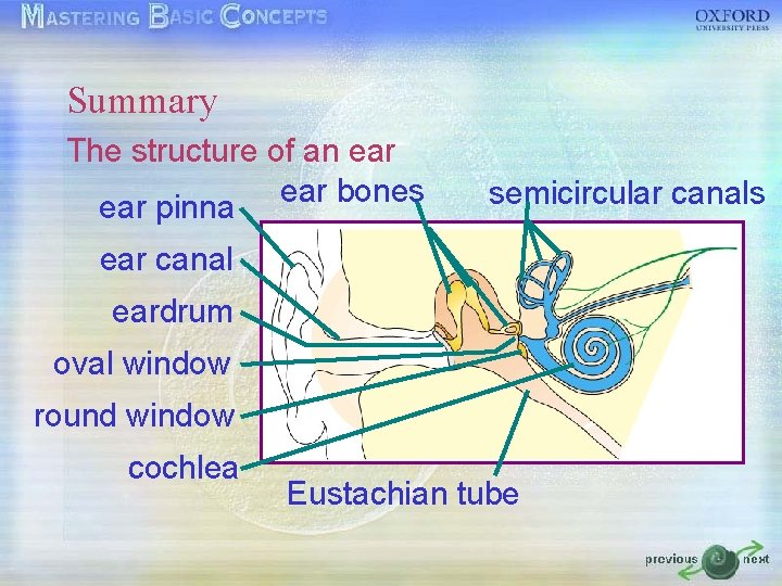 Summary The structure of an ear bones ear pinna semicircular canals ear canal eardrum Summary The structure of an ear bones ear pinna semicircular canals ear canal eardrum