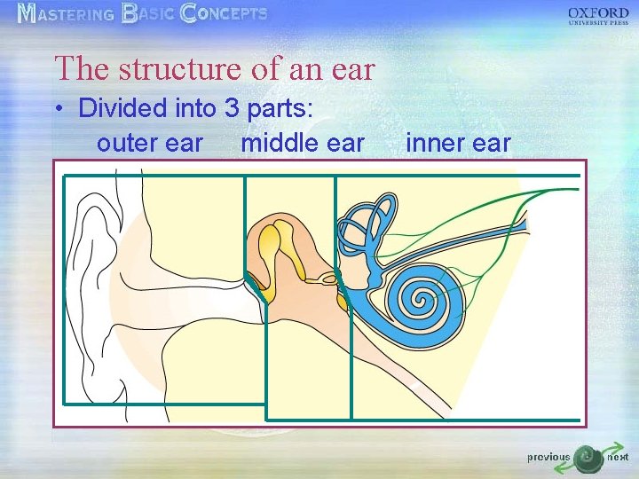 The structure of an ear • Divided into 3 parts: outer ear middle ear The structure of an ear • Divided into 3 parts: outer ear middle ear