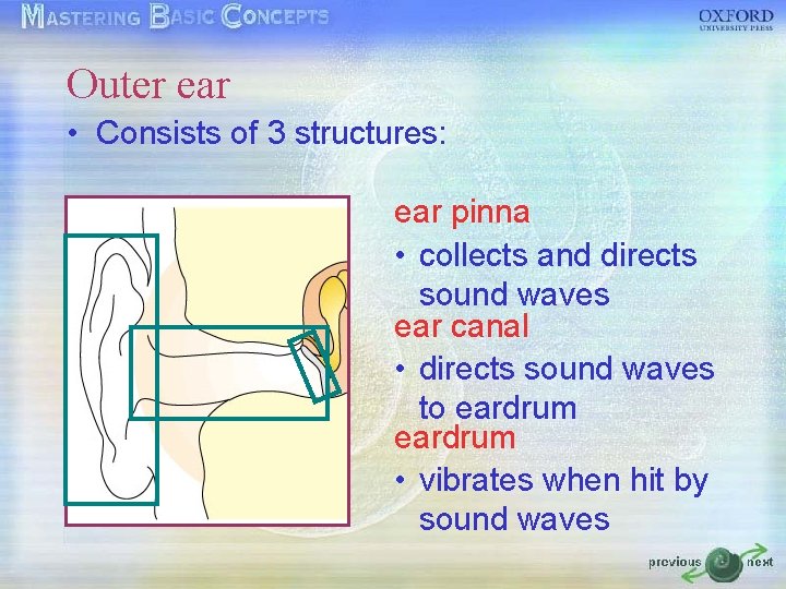 Outer ear • Consists of 3 structures: ear pinna • collects and directs sound Outer ear • Consists of 3 structures: ear pinna • collects and directs sound